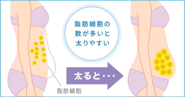 脂肪細胞の数が多いと太りやすい 太ると・・・